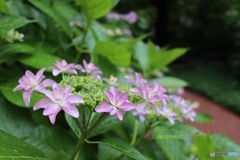 緑道の紫陽花