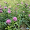 ありふれていても好きな花