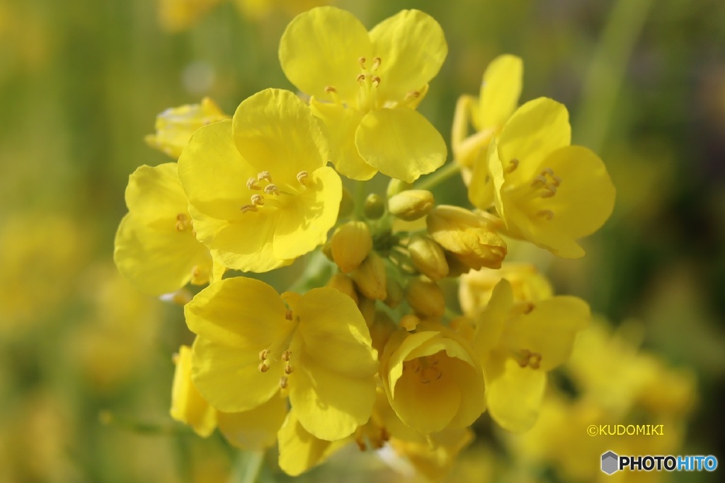 小さな菜の花畑で