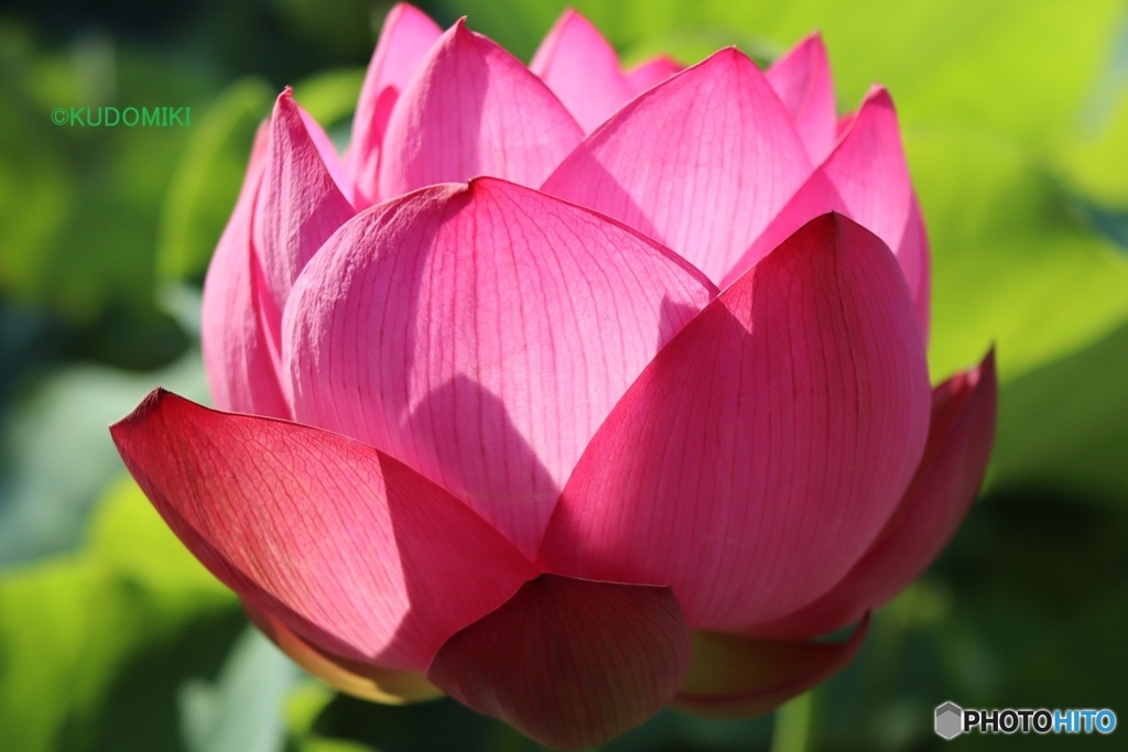 蓮の花