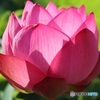 蓮の花