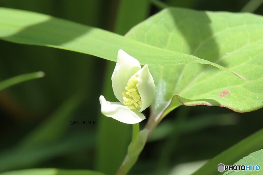 ドクダミ開花中