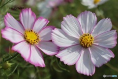 縁取りコスモス