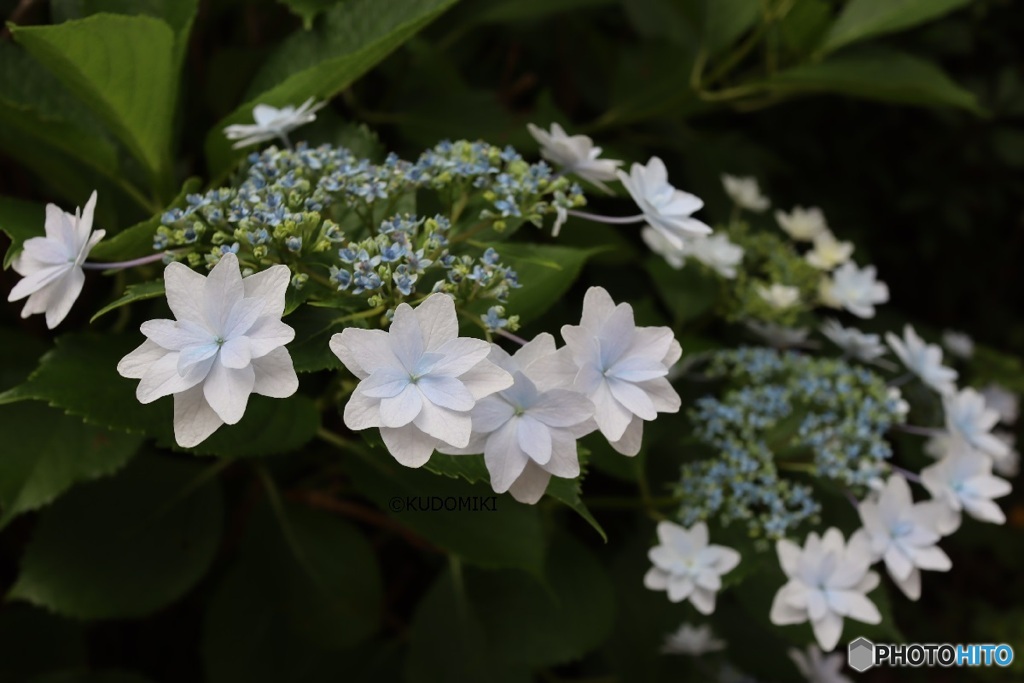 美しい紫陽花