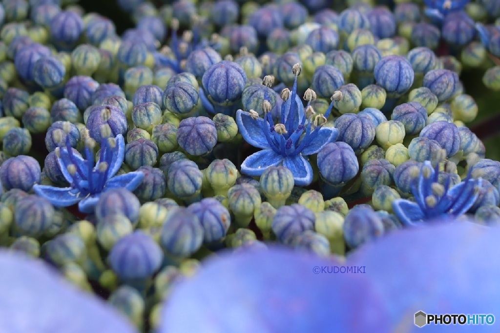 アジサイの花