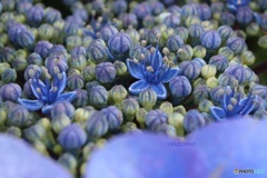 アジサイの花