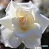 有料公園の薔薇