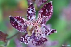 ホトトギスの花