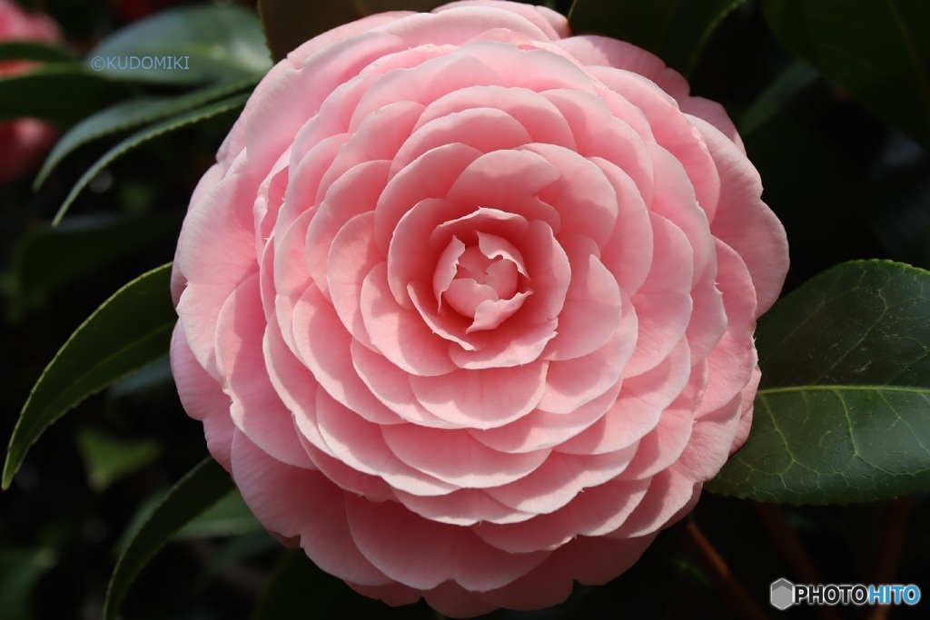 桜の無い場所で