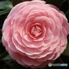 桜の無い場所で