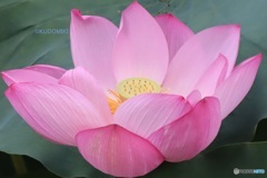 蓮の花