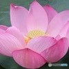 蓮の花