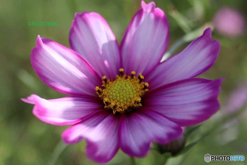 絵のようなコスモス