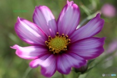 絵のようなコスモス