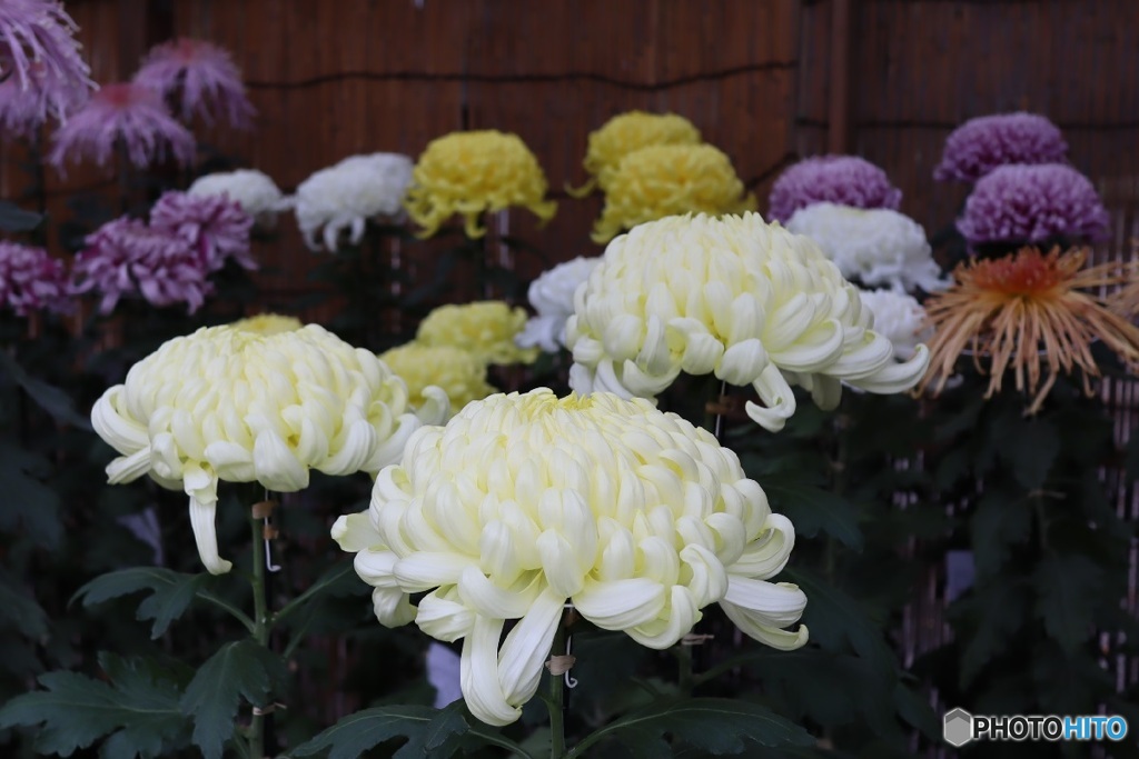 菊花展