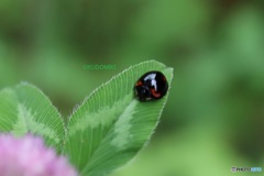 小さいテントウムシ
