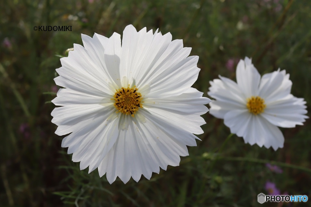 花弁の枚数わからない