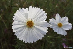 花弁の枚数わからない