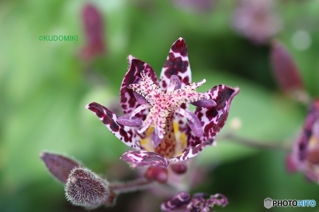 ホトトギスの花