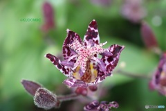 ホトトギスの花