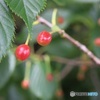 桜の果実