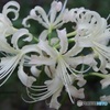 白花見つけた