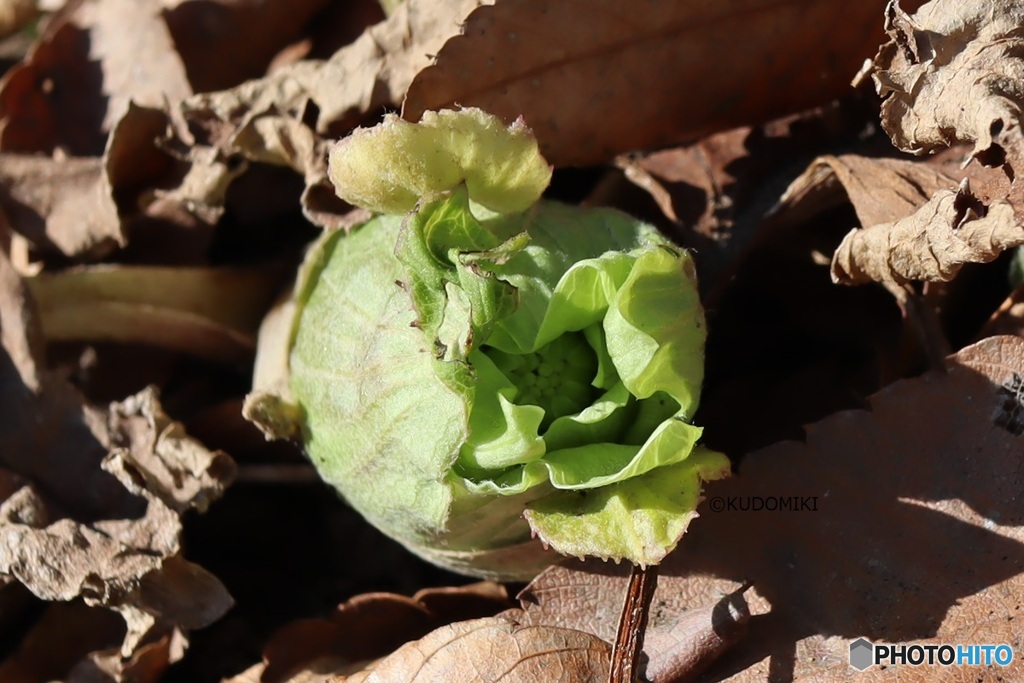 枯葉の隙間から