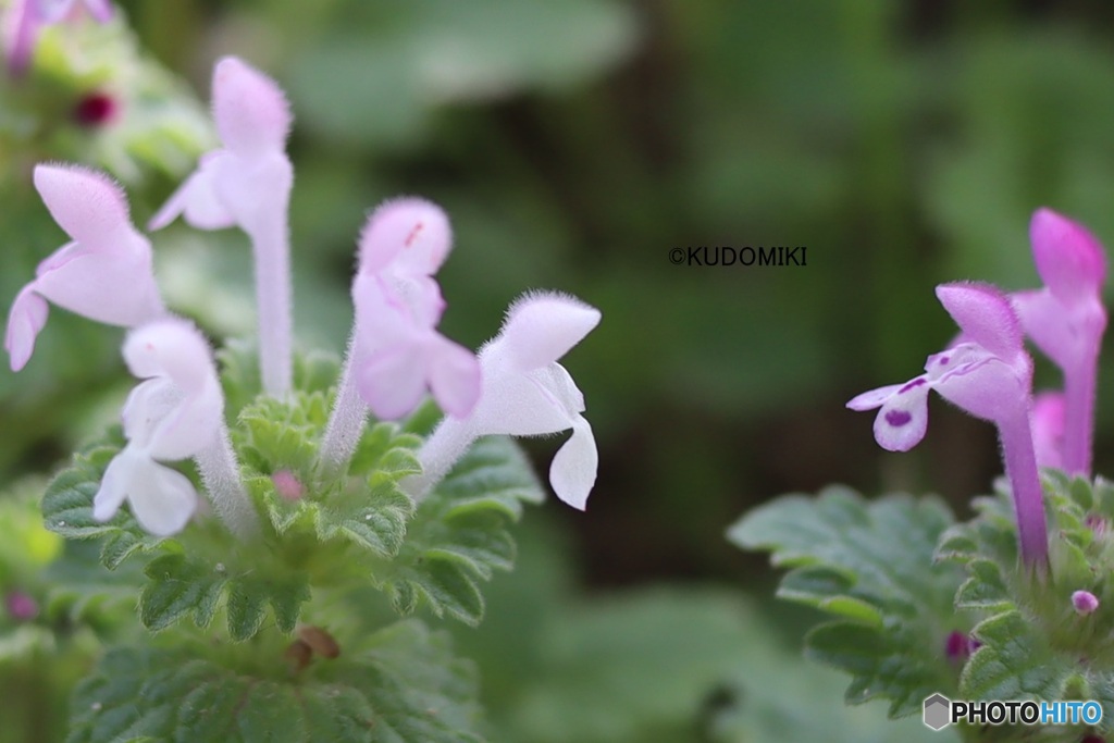 白いホトケノザ