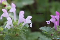 白いホトケノザ