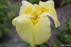 黄花菖蒲