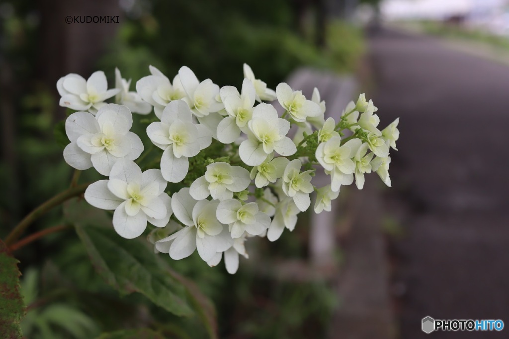 紫陽花の緑道で