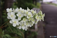 紫陽花の緑道で
