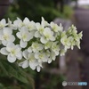 紫陽花の緑道で