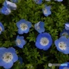 曇天でも色鮮やか
