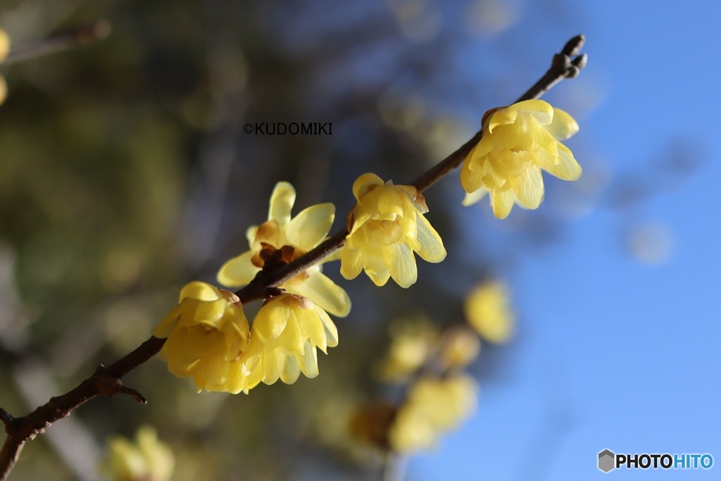 ロウバイ開花中