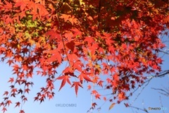 快晴日の紅葉