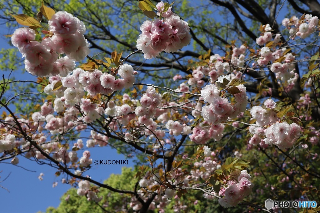八重桜