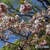 八重桜