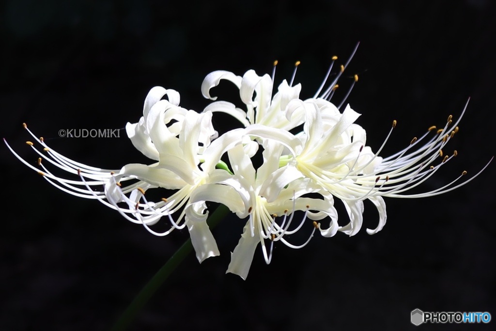 白花曼殊沙華