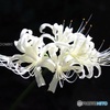 白花曼殊沙華
