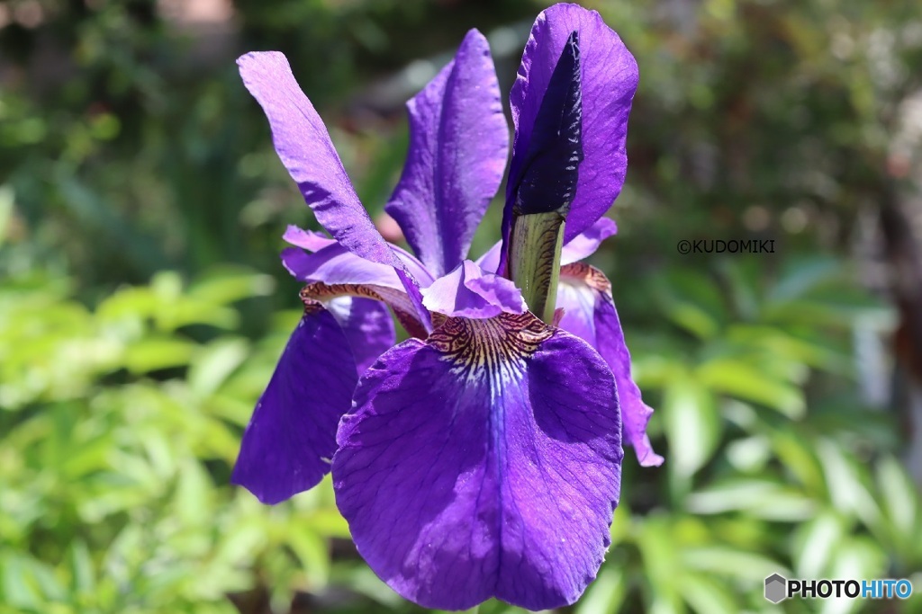 公園の花壇で