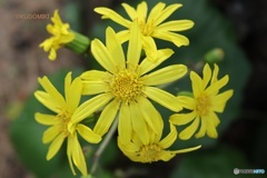 ツワブキ見つけた