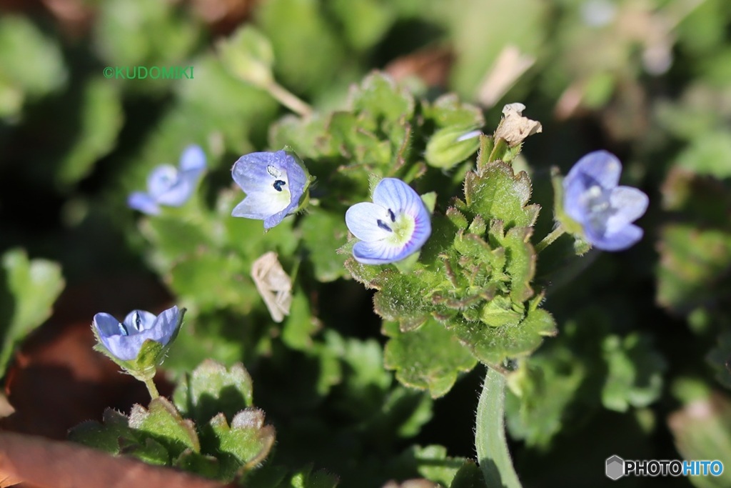 オオイヌノフグリ