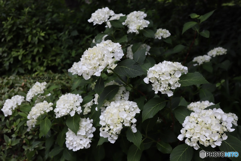 真っ白な紫陽花