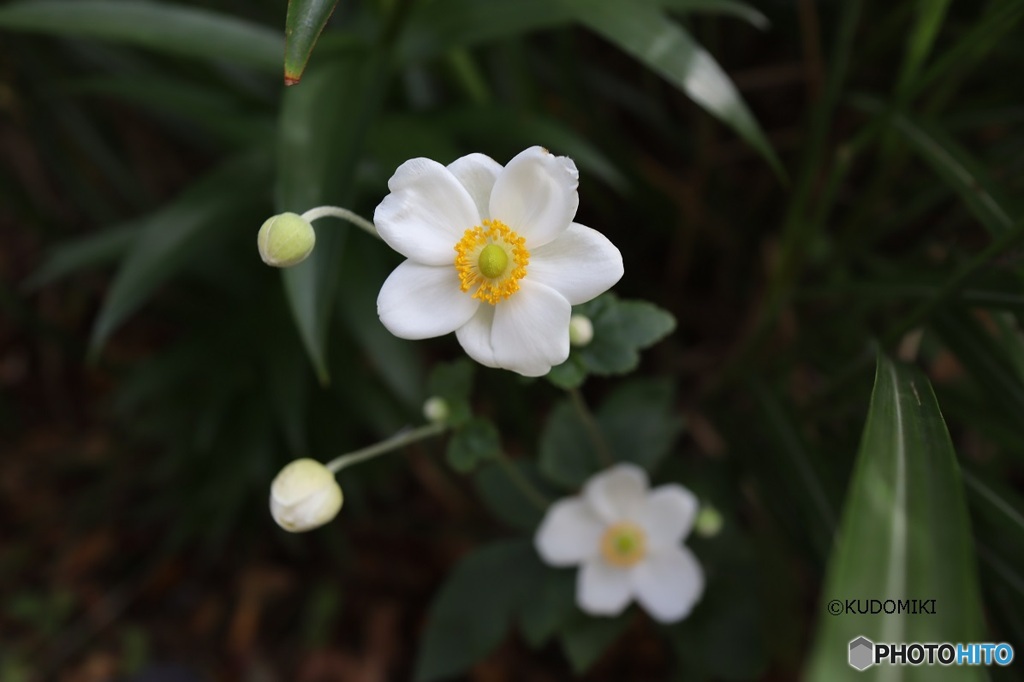 シュウメイギク