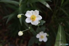 シュウメイギク