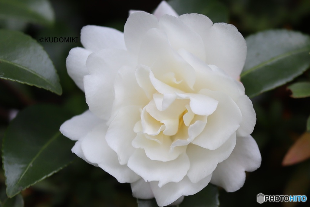 白い八重サザンカ