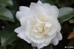 白い八重サザンカ