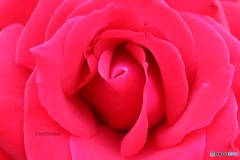 赤くて大きな薔薇