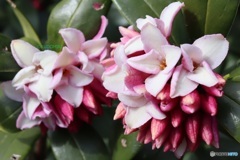 沈丁花
